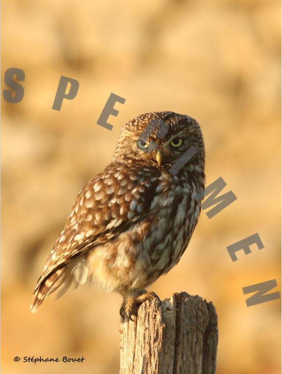 chouettechevechedathena2