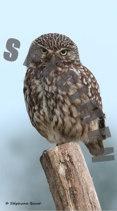 chouettechevechedathena4