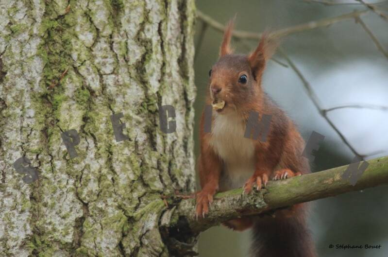 ecureuil2