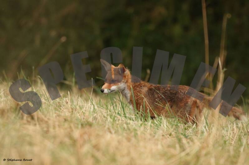 renard11