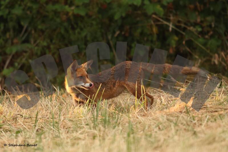 renard14