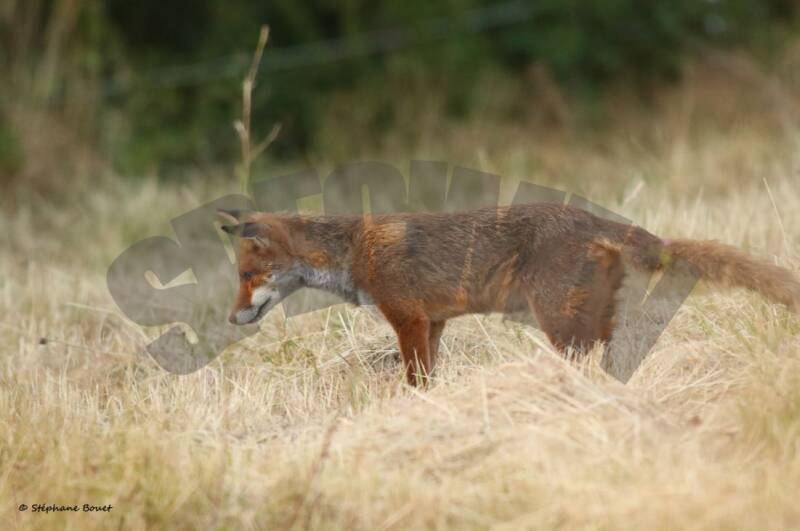 renard9