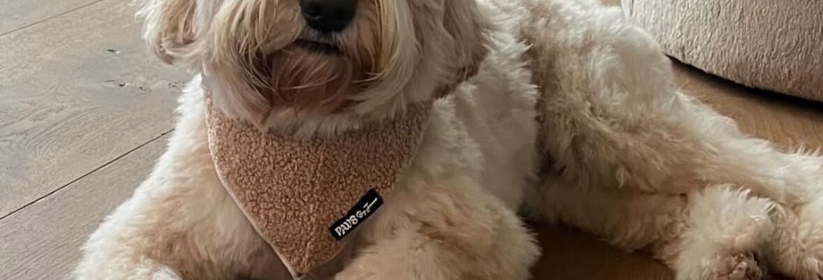 Onze hond Lilly draagt een taupe bandana