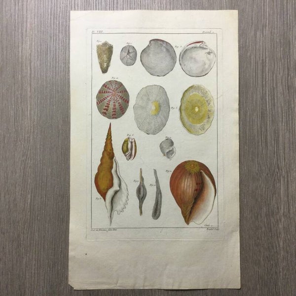 Cornet - Coquille - Schelpen - 1781