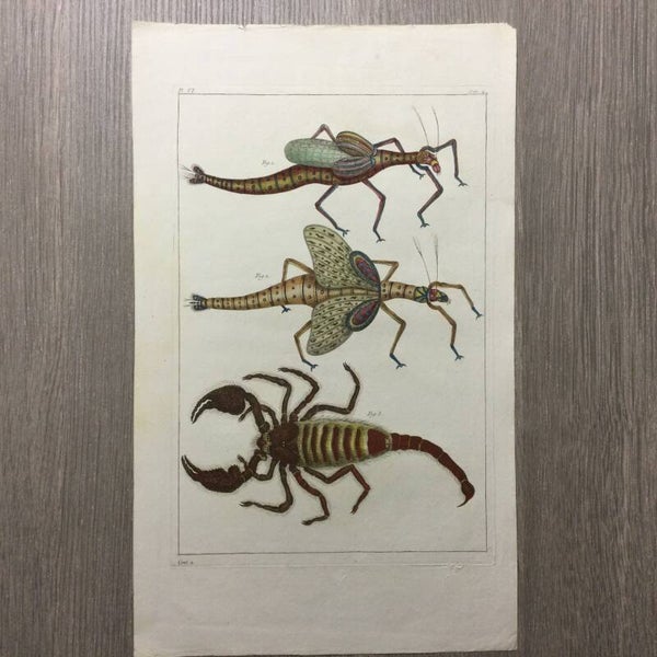 Sauterelle masle - sauterelle femelle - scorpion - 1781