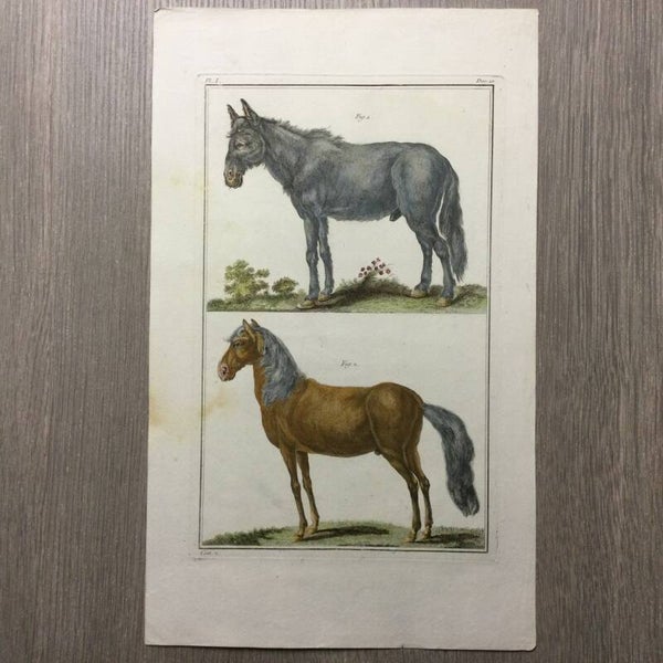 Mulet - Cheval navarois - paarden - 1781