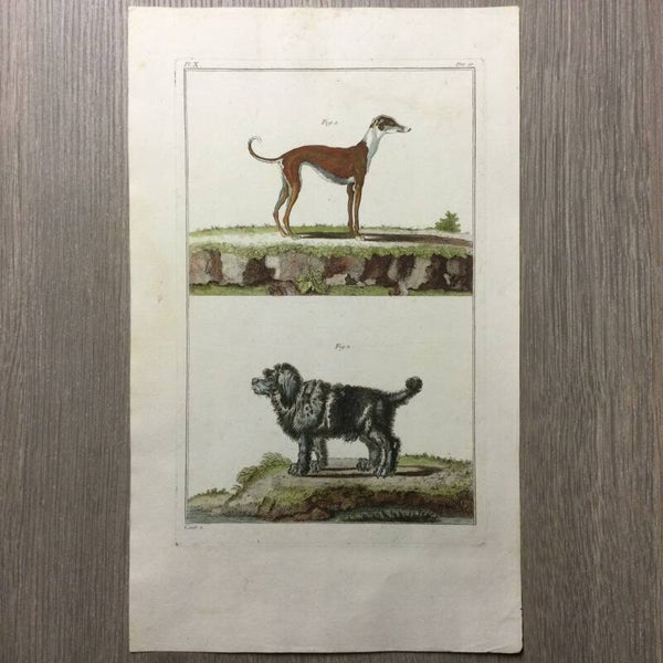 Petit danois - Grand Barbet ou Caniche - 1781