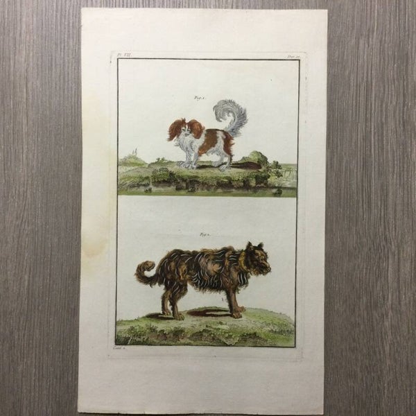 Epagneul - Chien de Berger - 1781