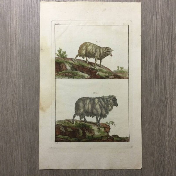 Mouton Bocagé - Mouton Allemand - 1781
