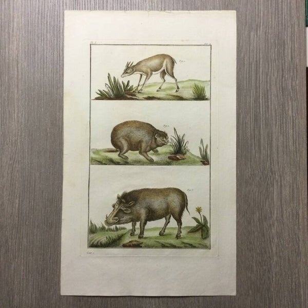 Guinees petit Boue - Marmot - Varken - 1781