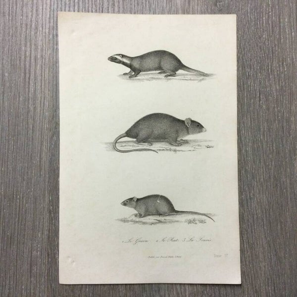 Le grison - Le rat - La souris - 1837