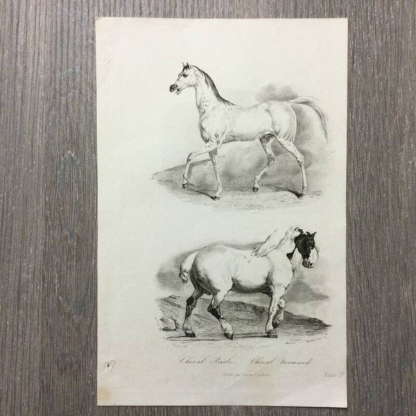 Cheval Barbe - Cheval Normande - Paarden - 1837