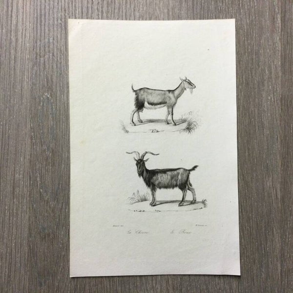 La chèvre - Le bouc - 1837