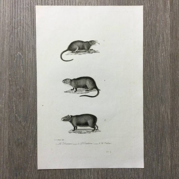 Le Desman - L'Ondatra - Le Cabiai - 1837