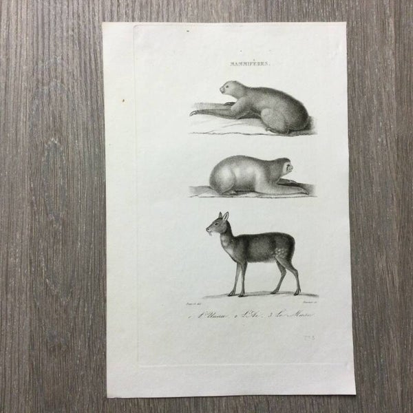 L'Unau - L'Ai - Le Musc - 1837