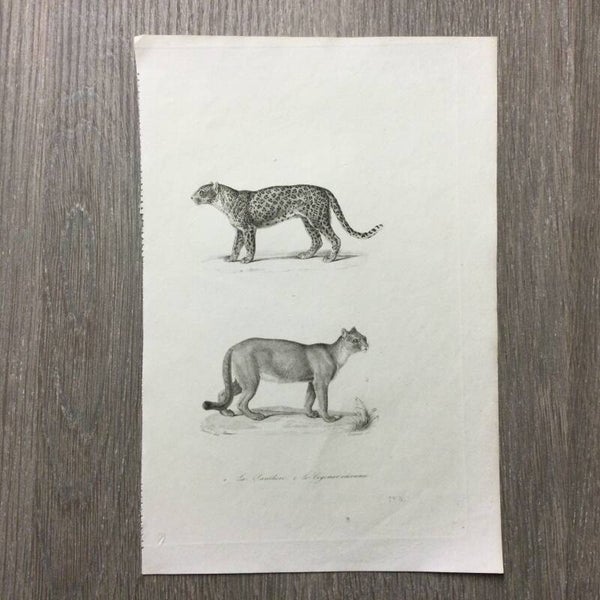 Panter en poema - La Panthere - Le Cogouar inconnu - 1837