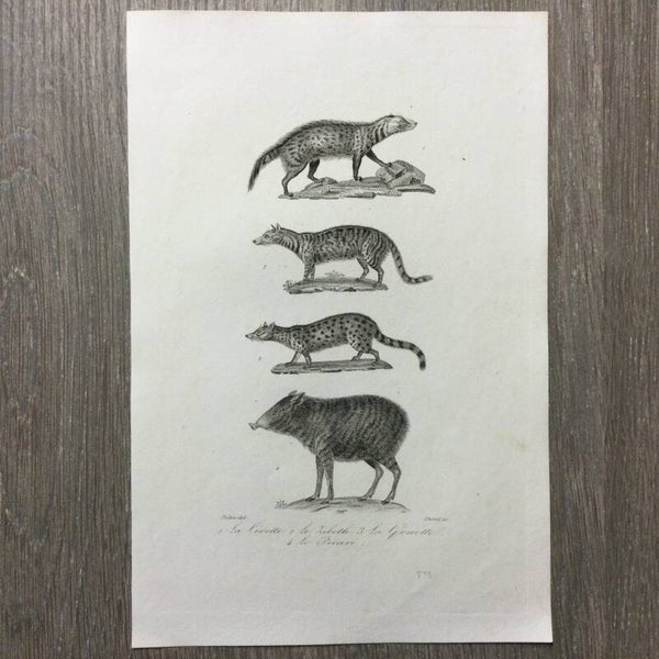 La Civelle - Le Zibeth - La Genette - Le Pecari - 1837