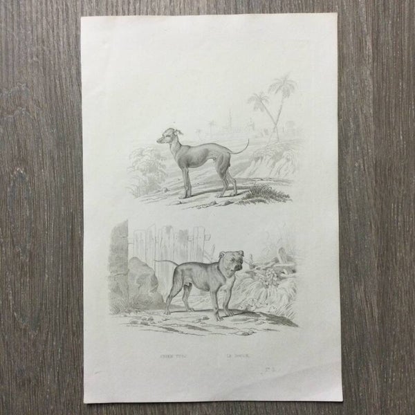 Honden - Chien Turc - Le Dogue