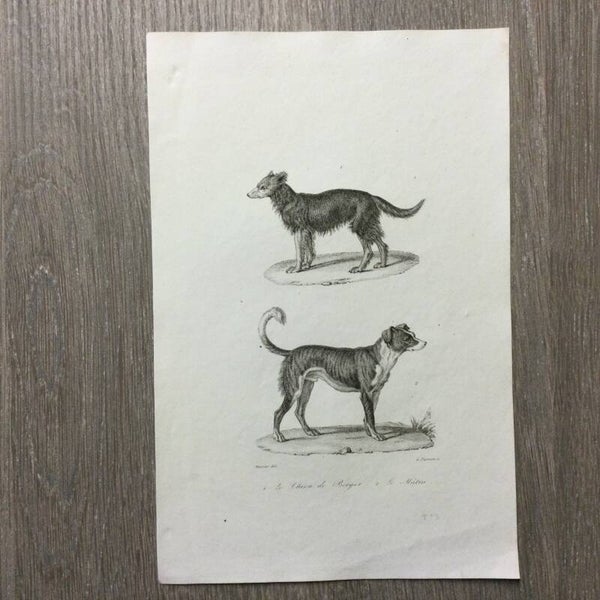 Honden - Staalgravure - Le Chien de Berger - Le matin - 1837