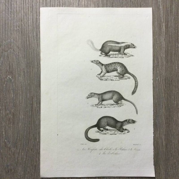 Staalgravure - Stinkdier - marterachtigen - 1837