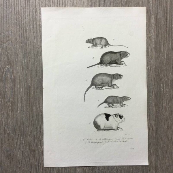 Staalgravure - ratten - Le Mulot - Le Scherman - de waterrat - 1837