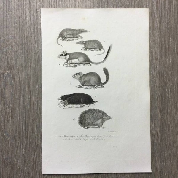 Staalgravure - de egel - de mol - La Taupe - 1837