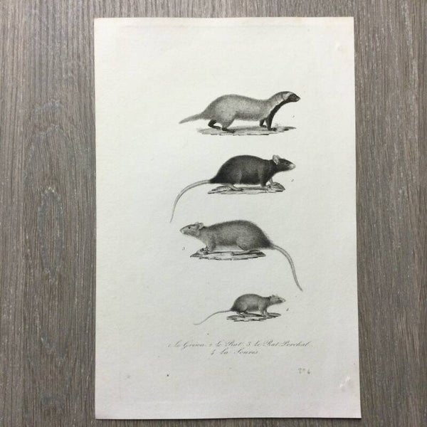 Staalgravure - De rat- de muis - La Grison - 1837