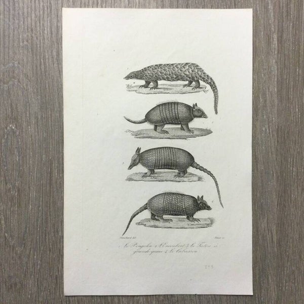 Staalgravure - Le Pengolin - l'Encoubert - Le Taton - La Cabassou - 1837