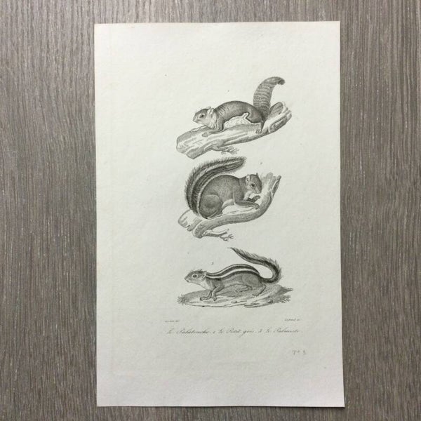 Staalgravure- eekhoorns en grondeekhoorns - 1837