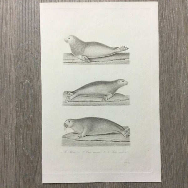 Staalgravure - zeehonden en zeeleeuwen - 1837