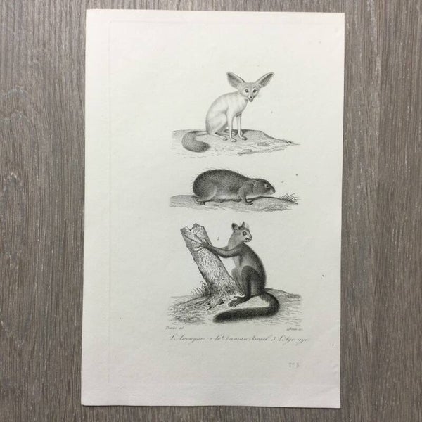 Staalgravure - l'Anonyme - Le Daman Israel - l'Aye Aye - 1837