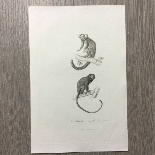 Staalgravure - Apen - Le Ouistiti - Le Tamarin - 1837