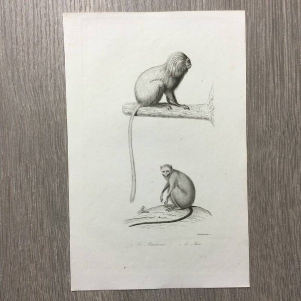 Staalgravure - Apen - Le Marikina - Le Mico - 1837