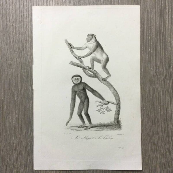 Staalgravure - Apen - Le Magot - Le Gibbon - 1837