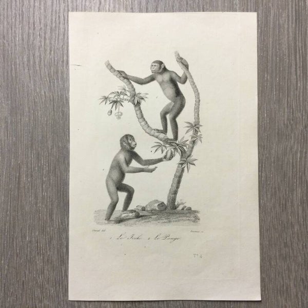 Staalgravure - Apen - Le Jocko - Le Pongo - 1837