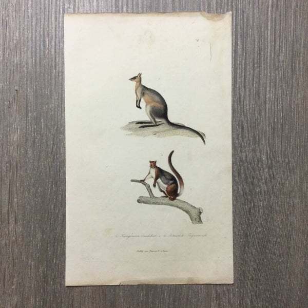 Antoine-Charles Vauthier - Le Kangouror Oualabat - Le Petauriste Taguanoide - 1838