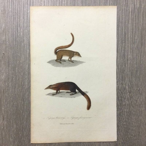 Antoine-Charles Vauthier - Tupaya Banxring - Tupaya ferrugineaux - 1838