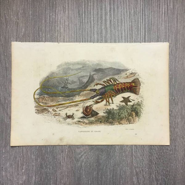 Langoest en krab - Langouste et crabe - Buffon - 1859