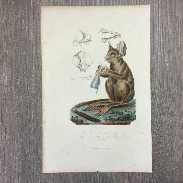 Galago du Sénegal - Senegalese galago - 1859