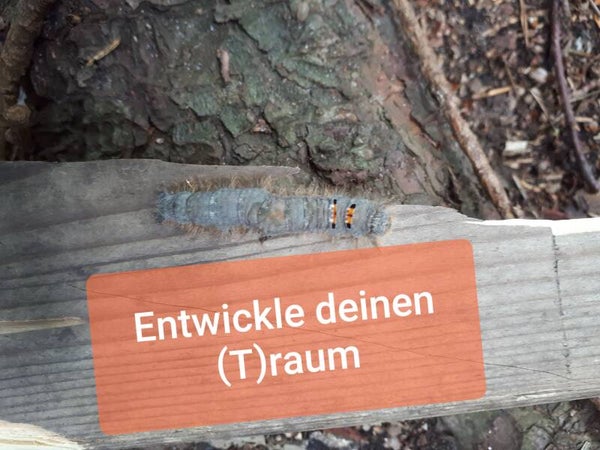 Walderlebnis für Mutter/Vater und Kind