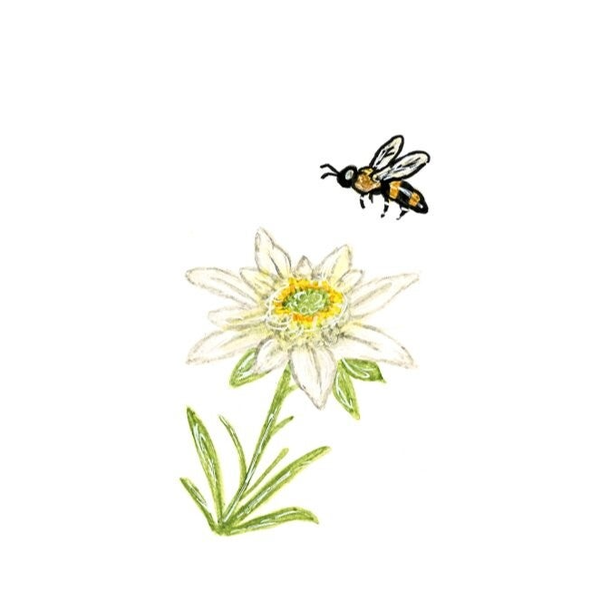 Edelweiss | Karte