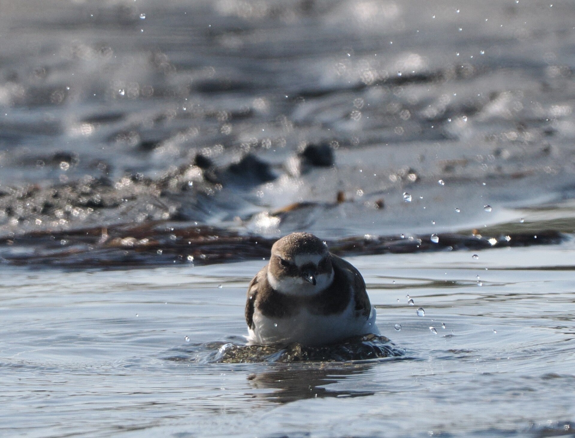 Badender Regenpfeifer