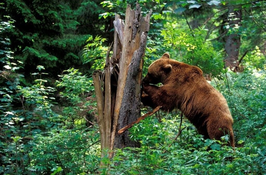 Braunbär auf Nahrungssuche