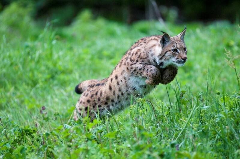 Luchs im Sprung