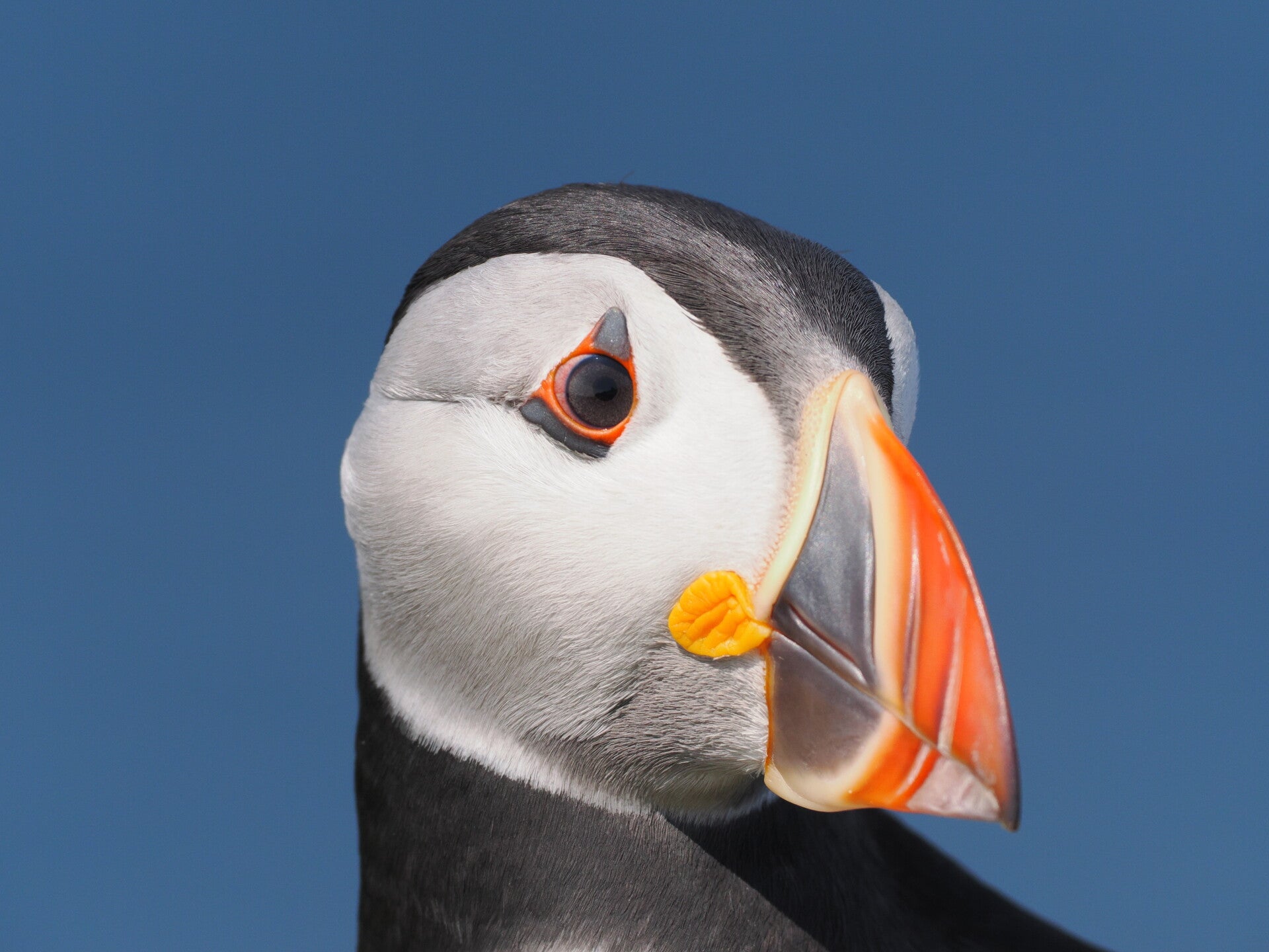 Papageientaucher in Schottland