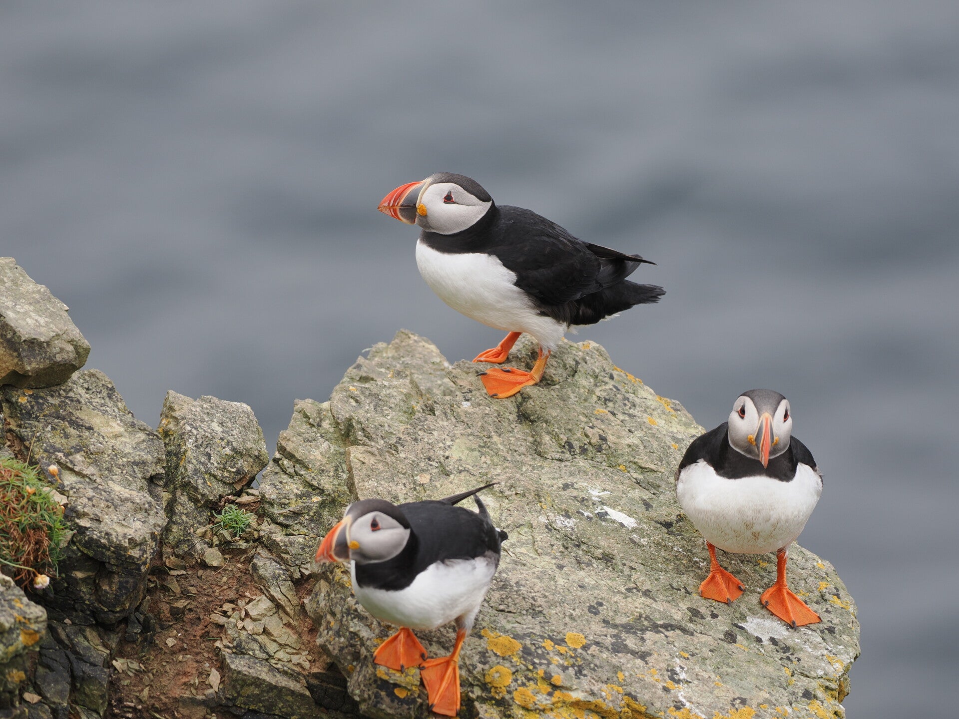 Papageientaucher auf einem Fels
