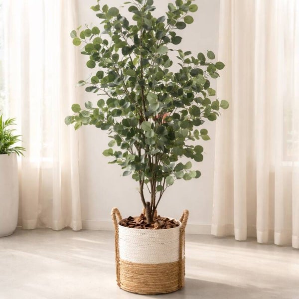 Eucalyptus boom 180 cm