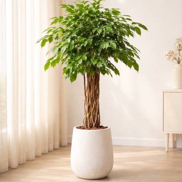 Ficus liana, 140 cm