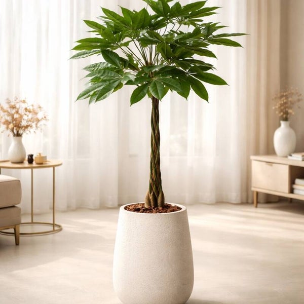 Pachira plant, 80 cm