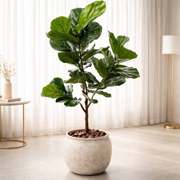Ficus Lyrata, 150 cm